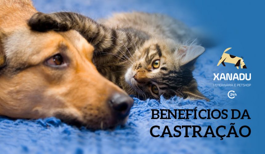Benefícios da castração