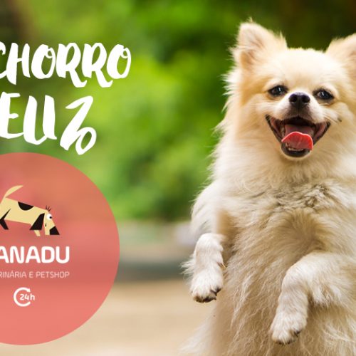 Cachorro feliz: 20 conselhos infalíveis