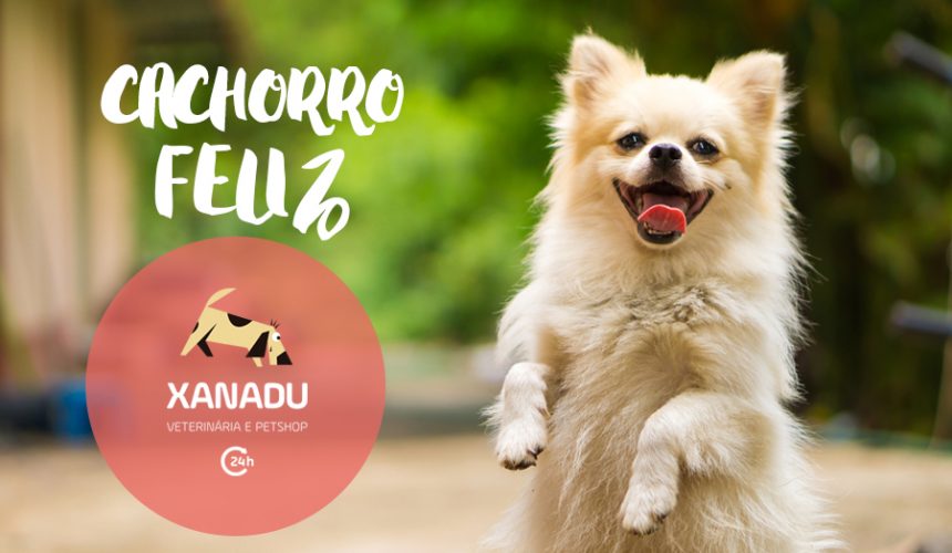 Cachorro feliz: 20 conselhos infalíveis
