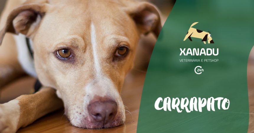 Doenças que os carrapatos transmitem Doenças que os carrapatos transmitem