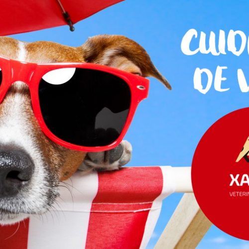 Cuidados especiais com cães e gatos no verão