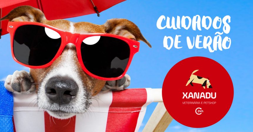 Cuidados especiais com cães e gatos no verão