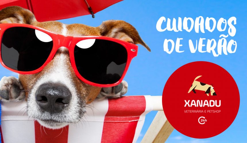 Cuidados especiais com cães e gatos no verão