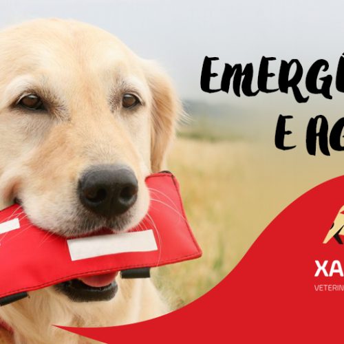 Emergência Pet: você está preparado?