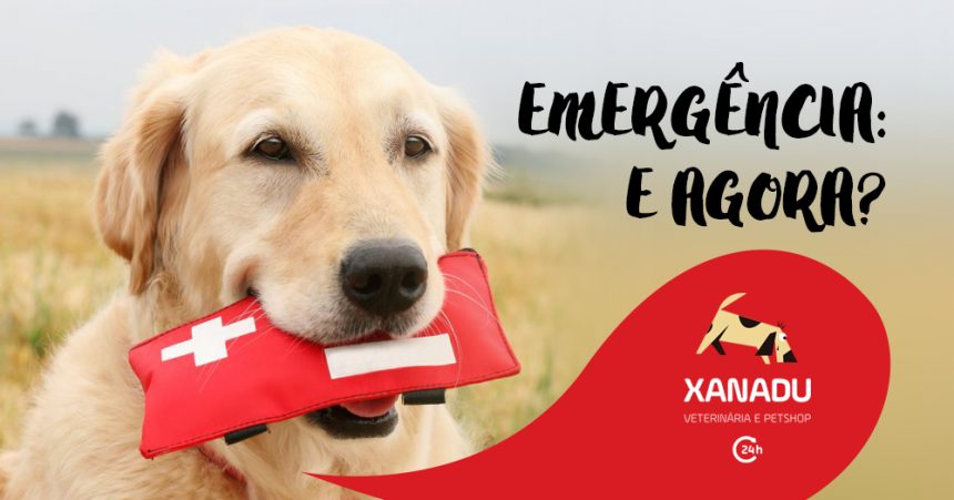 Emergência Pet: você está preparado?