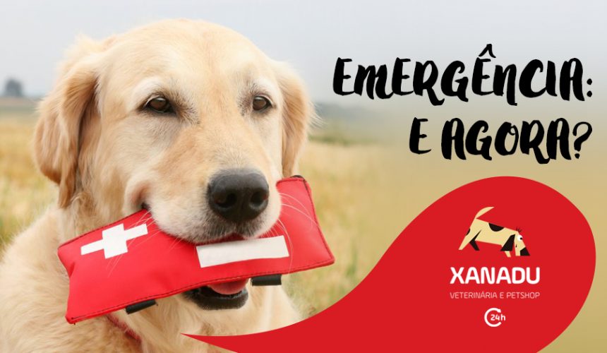 Emergência Pet: você está preparado?