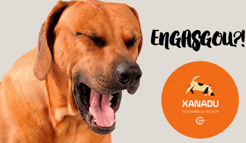 Cachorro engasgado: o que fazer?