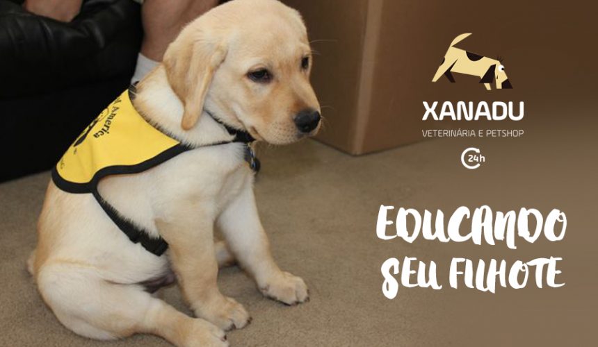 Como iniciar a educação do seu filhote