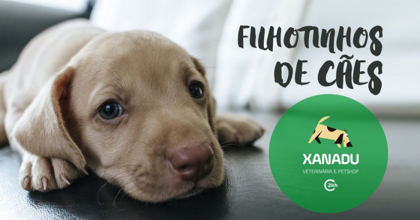 Doenças mais comuns em filhotes de cães