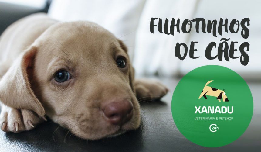 Doenças mais comuns em filhotes de cães