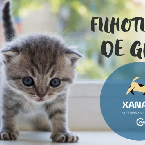 Doenças mais comuns em filhotes de gatos