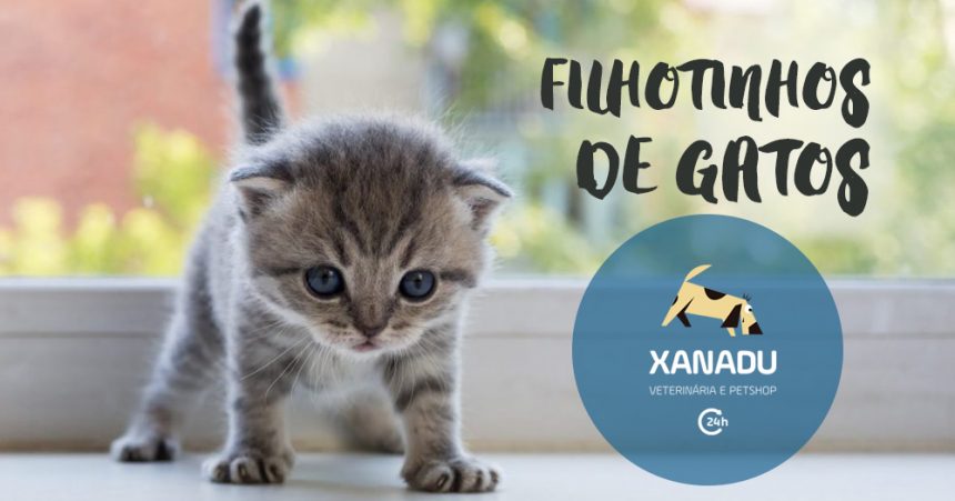 Doenças mais comuns em filhotes de gatos