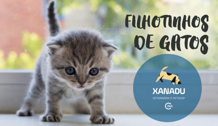 Doenças mais comuns em filhotes de gatos