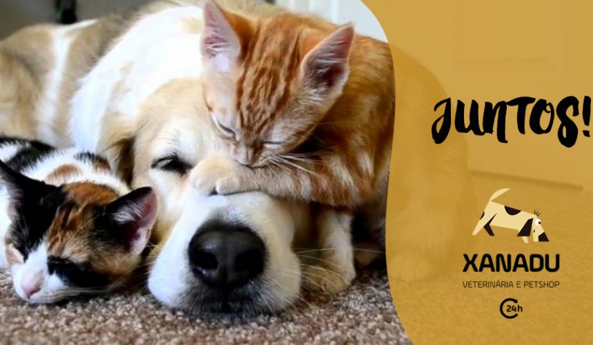 Como acostumar o gato e o cachorro a ficarem juntos