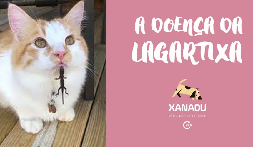 Platinosomose felina: a doença da lagartixa