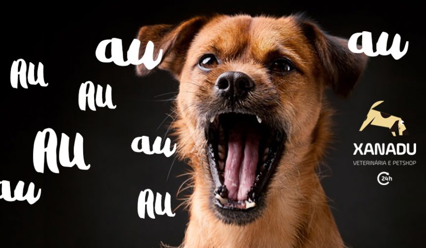 Cachorro que late demais – como educar