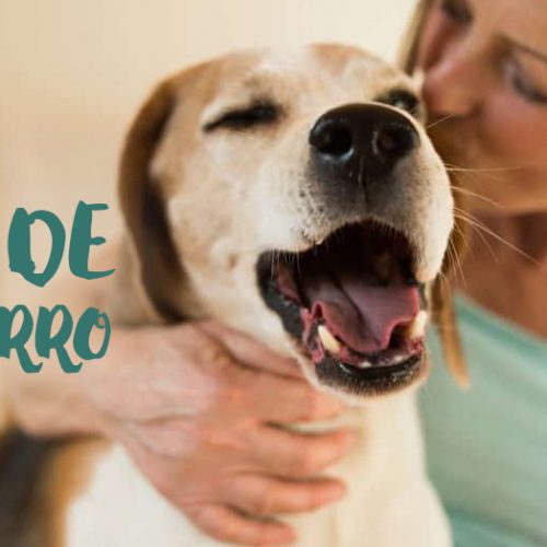 Mãe de cachorro: o que você ainda não sabe sobre essa missão