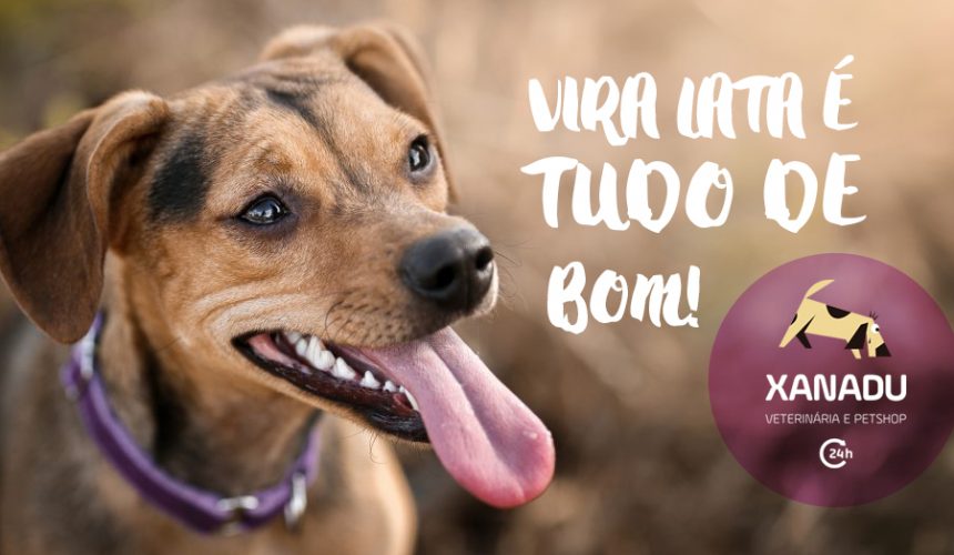 5 curiosidades sobre cachorro vira-lata que você precisa saber