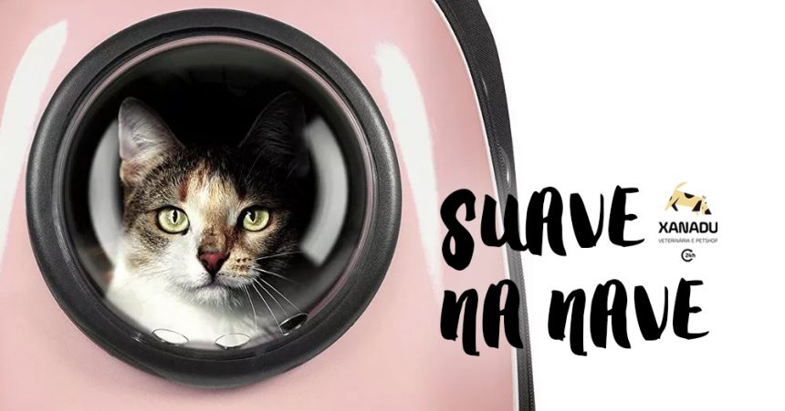 Consulta sem stress: o gato e a caixa de transporte