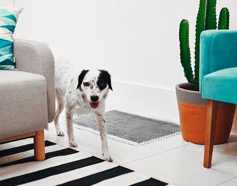 zeedog_tapete_higienico_zeepad2_480x480