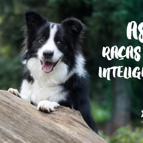 Cães: as 10 raças mais inteligentes do mundo e outros muito espertos também!
