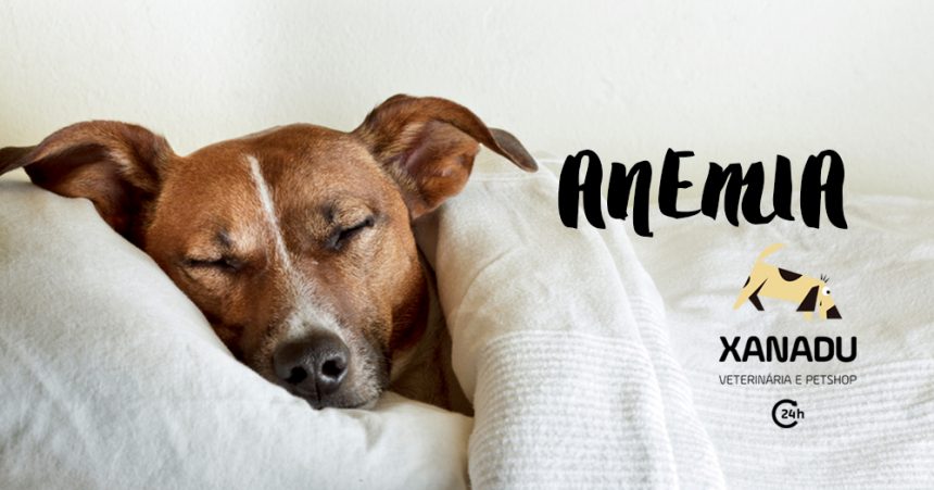 Anemia: Causas, sintomas e tratamentos Anemia: Causas, sintomas e tratamentos