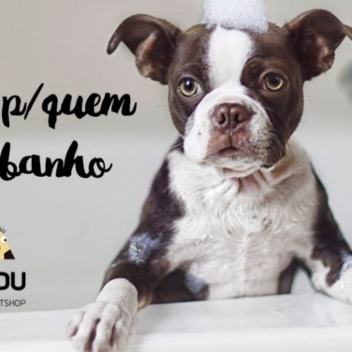 Dicas para cães que ODEIAM banho