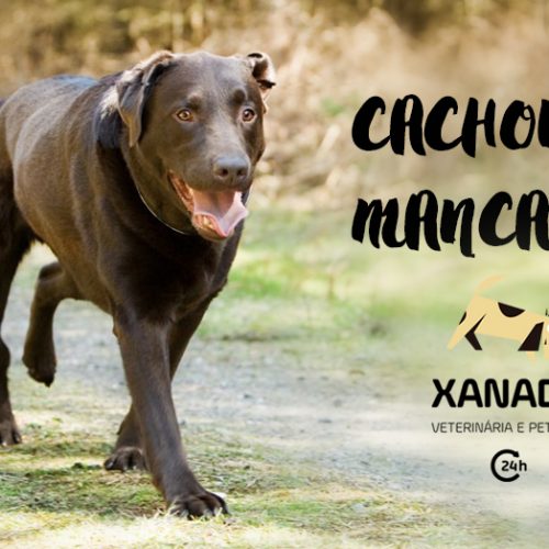 Cachorro mancando: possíveis causas