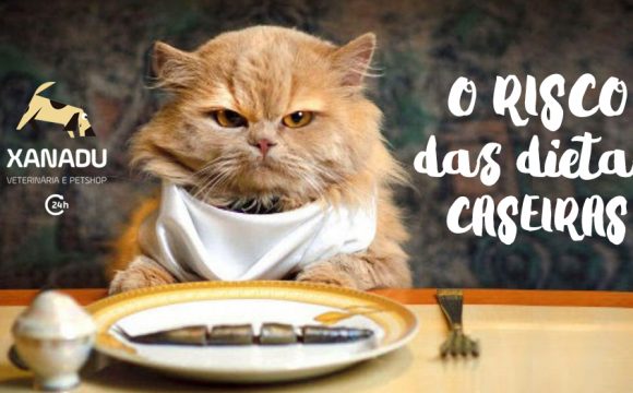 Dietas caseiras podem colocar a saúde dos gatos em risco, diz estudo