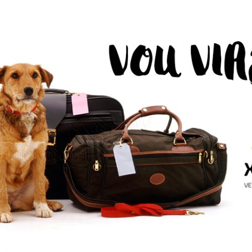 Vou viajar: o cachorro vai ou fica?