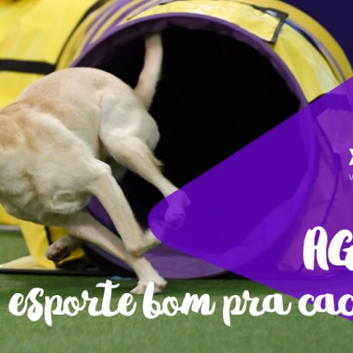 Agility: esporte bom pra cachorro