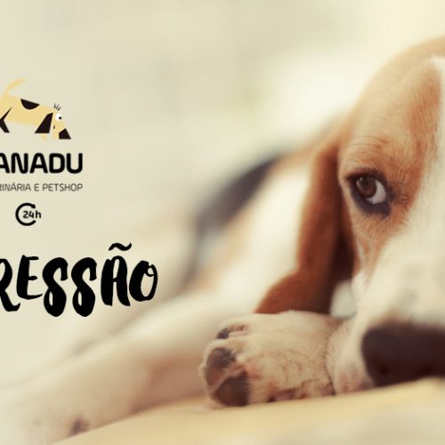 Cachorro tem depressão?