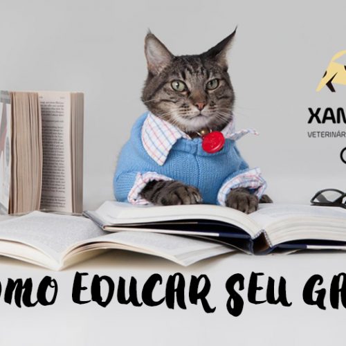 Erros comuns na educação dos Gatos