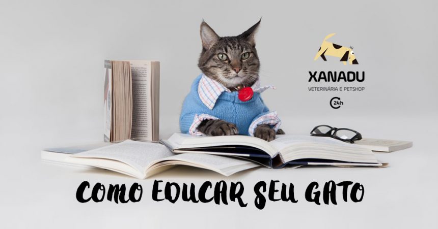 Erros comuns na educação dos Gatos Erros comuns na educação dos Gatos