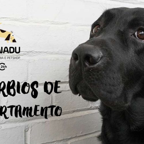 Distúrbios comportamentais em pets