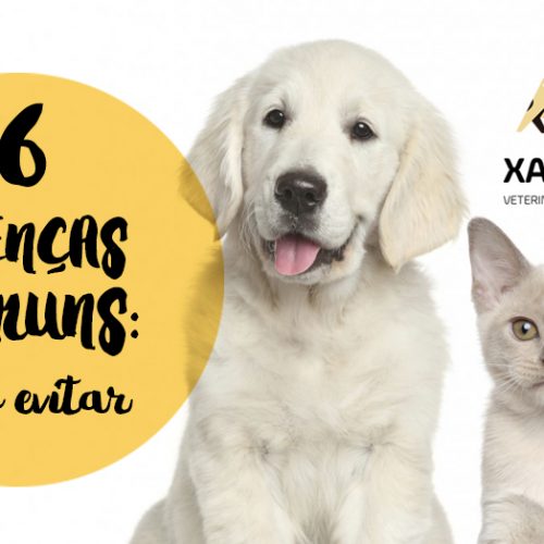 6 doenças comuns em cães e gatos: como evitar