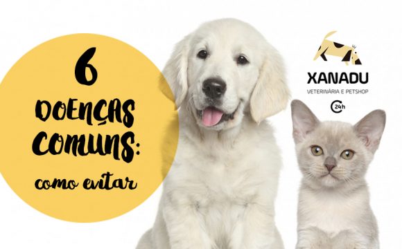 6 doenças comuns em cães e gatos: como evitar