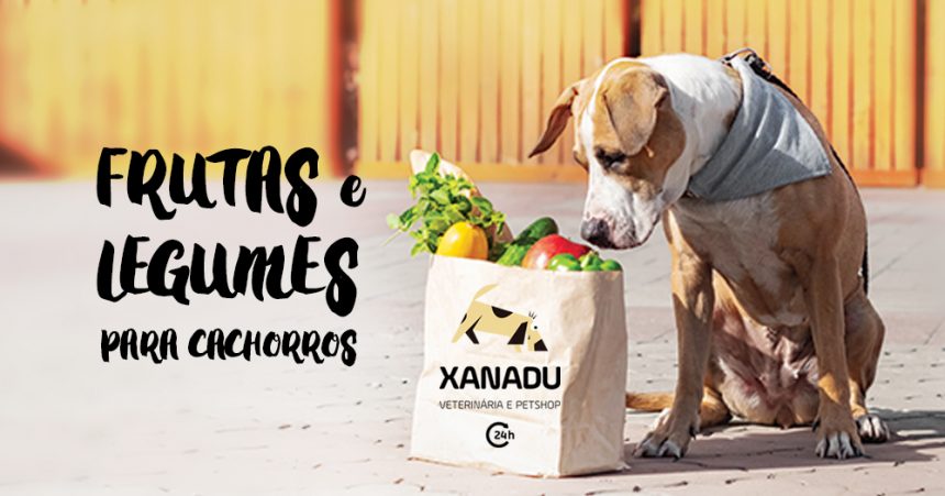 As melhores frutas e legumes para cachorros