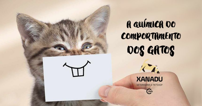 A química do comportamento dos gatos A química do comportamento dos gatos