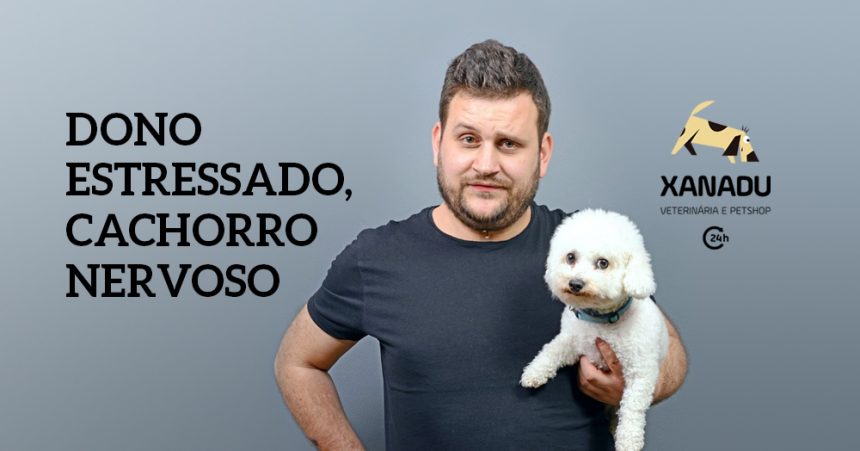 Dono estressado, cachorro nervoso