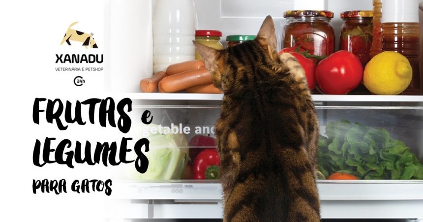Frutas e legumes seguros para gatos