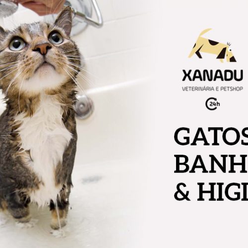 Gatos: banhos & higiene