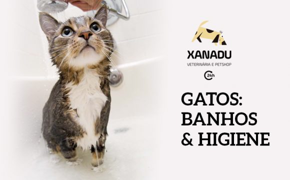 Gatos: banhos & higiene