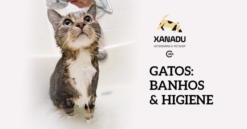 Gatos: banhos & higiene