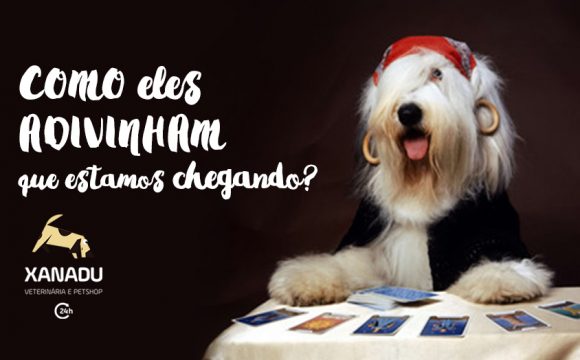 Como os cachorros “adivinham” que estamos chegando?