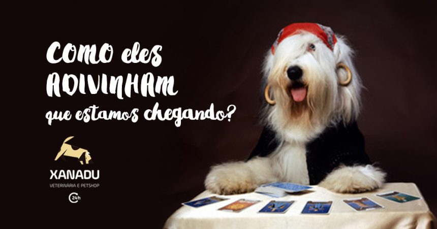 Como os cachorros “adivinham” que estamos chegando?