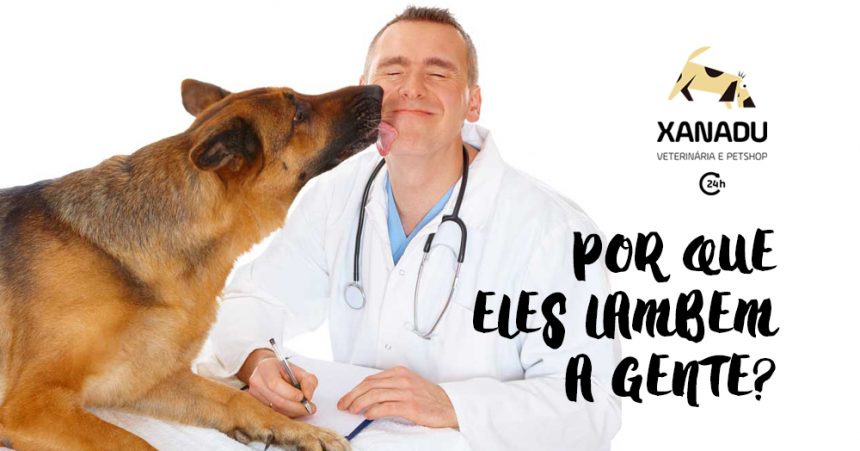 Por que os cães gostam de nos lamber? Por que os cães gostam de nos lamber?