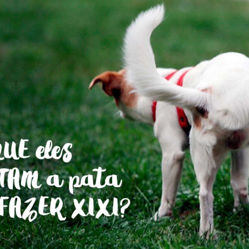 Por que os cachorros levantam a pata para fazer xixi?