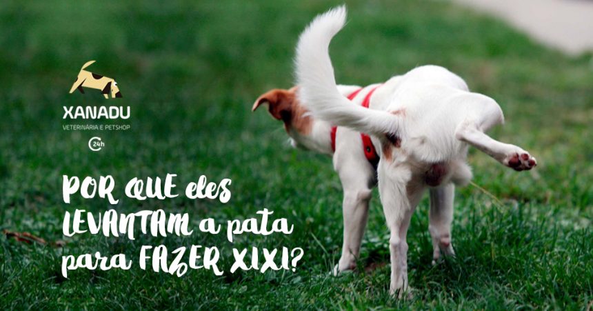 Por que os cachorros levantam a pata para fazer xixi? Por que os cachorros levantam a pata para fazer xixi?