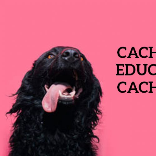 Cão educado é cão feliz